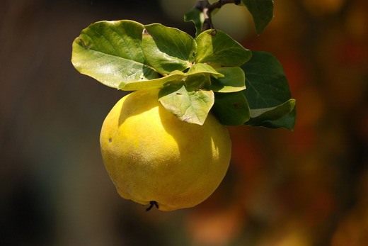  (quince)