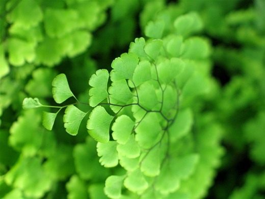 Адиантум Венерин волос (Adiantum capillus-veneris)