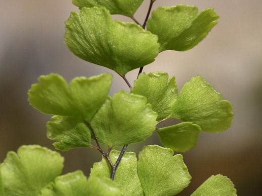 Адиантум Венерин волос (Adiantum capillus-veneris)