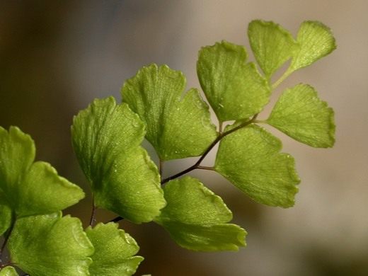 Адиантум Венерин волос (Adiantum capillus-veneris)