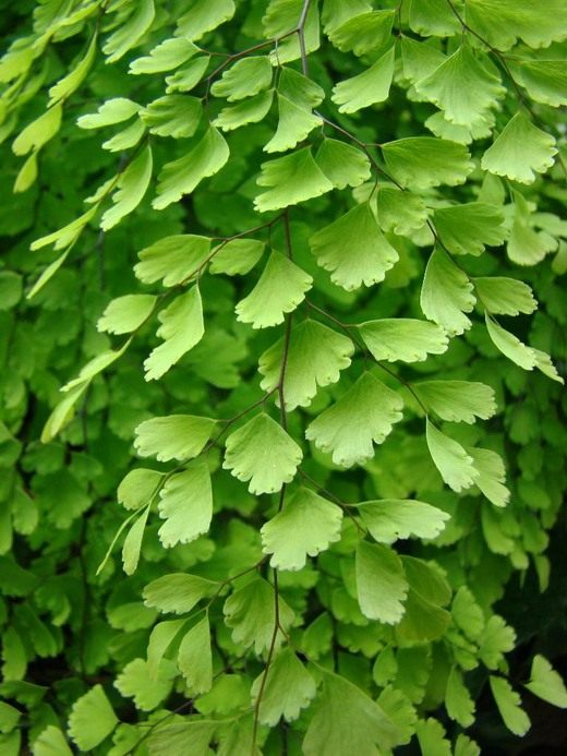 Адиантум Венерин волос (Adiantum capillus-veneris)