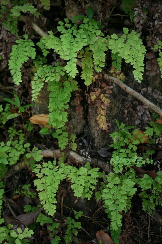 Адиантум Венерин волос (Adiantum capillus-veneris)