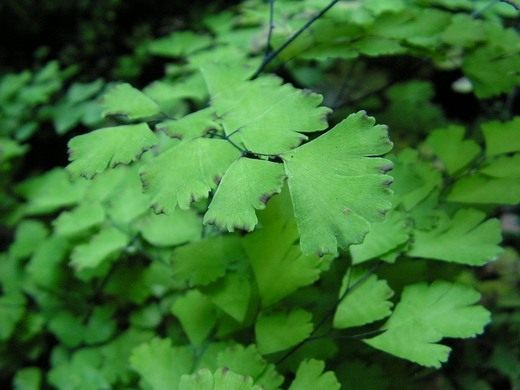 Адиантум Венерин волос (Adiantum capillus-veneris)