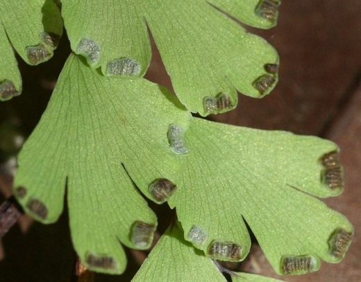 Адиантум Венерин волос (Adiantum capillus-veneris)