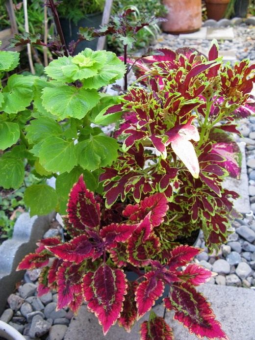  (Coleus)