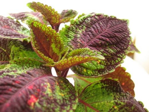  (Coleus)