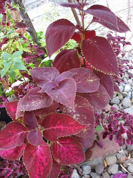  (Coleus)