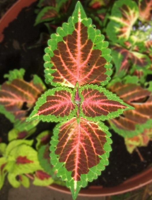  (Coleus)