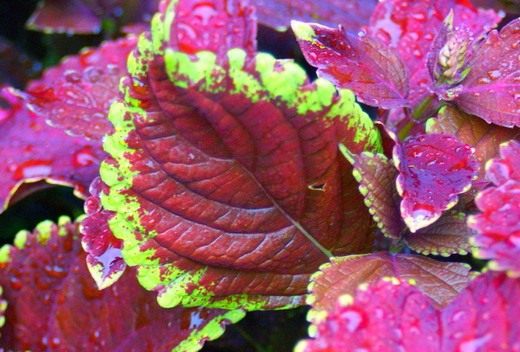  (Coleus)