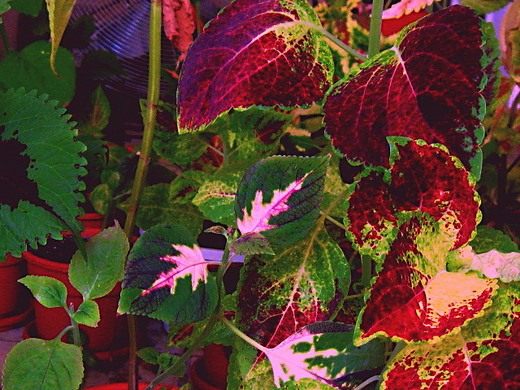  (Coleus)