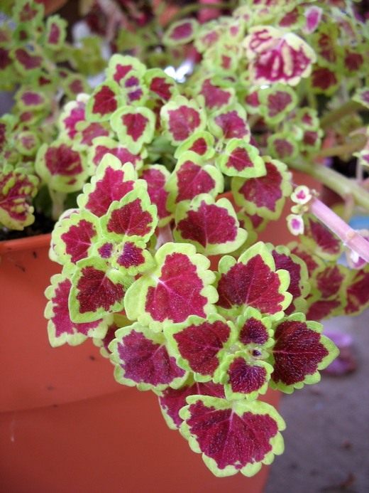  (Coleus)