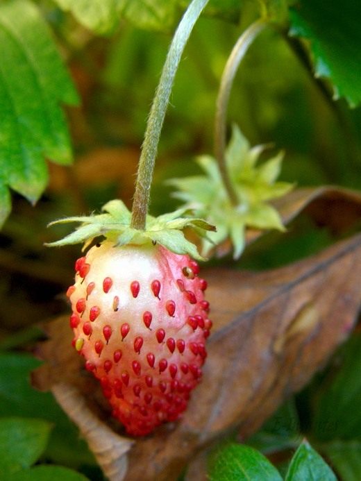  (Fragaria)