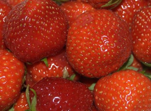  (Fragaria)