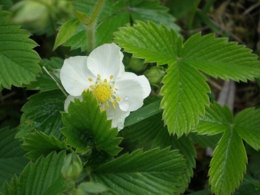  (Fragaria)