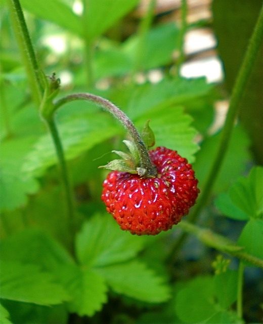  (Fragaria)