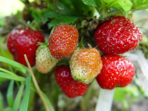  (Fragaria)