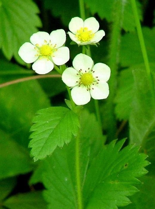  (Fragaria)