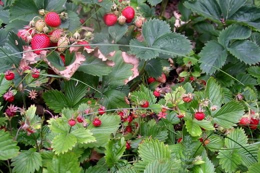  (Fragaria)