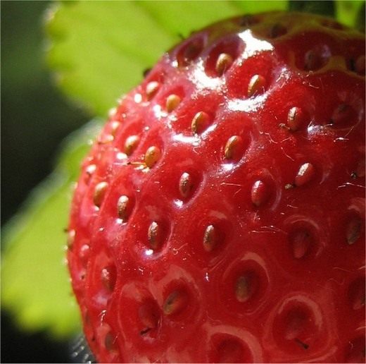  (Fragaria)