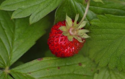  (Fragaria)