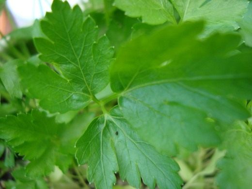  (Parsley)