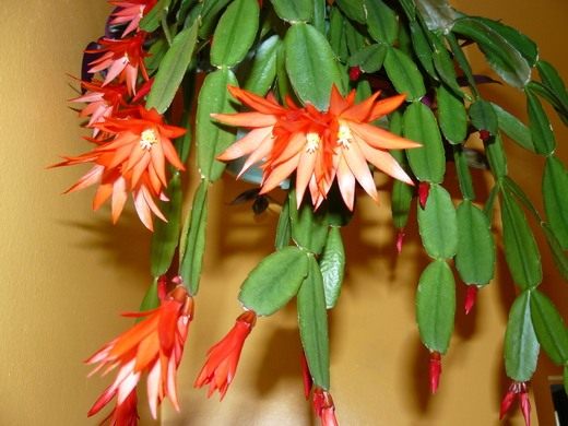  (Schlumbergera)