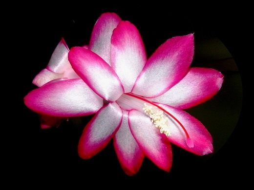  (Schlumbergera)