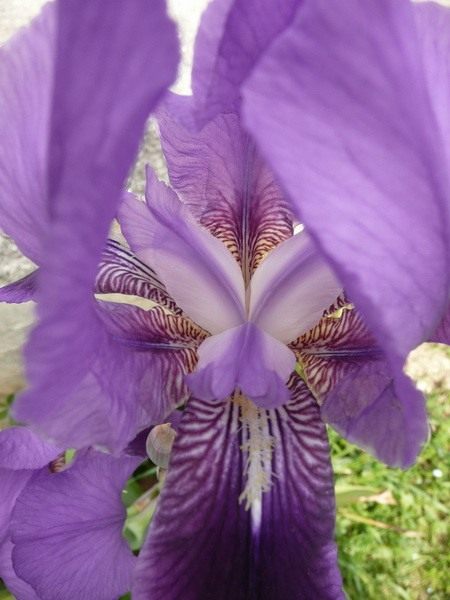  (Iris)