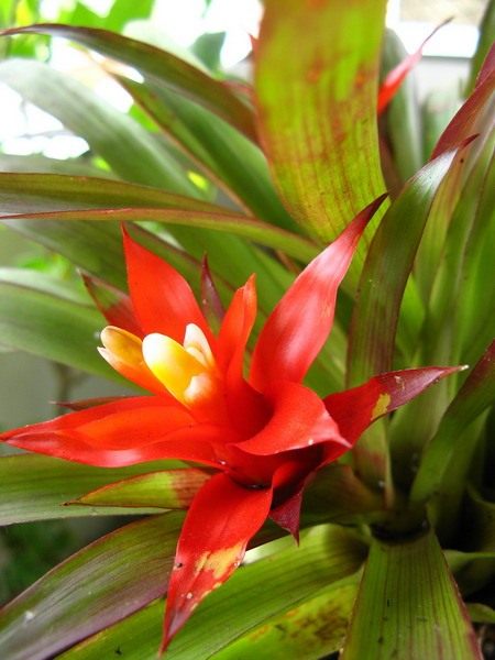  (Guzmania)