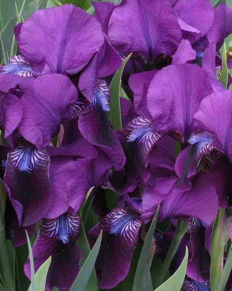  (Iris)