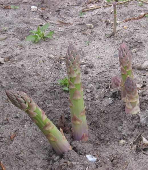  (Asparagus)