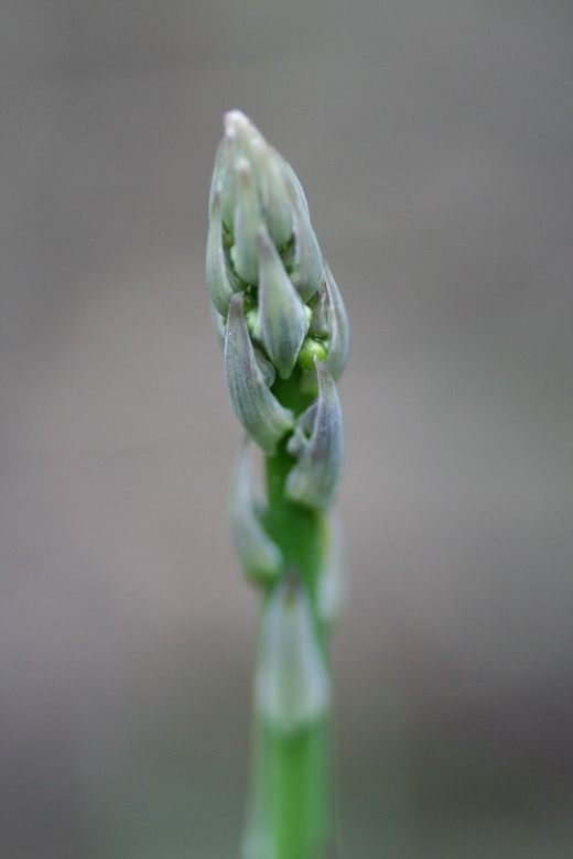  (Asparagus)