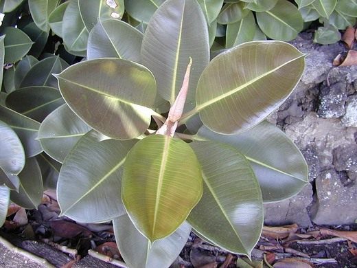   (Ficus elastica)