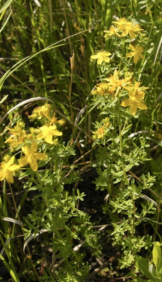  (St John's wort)