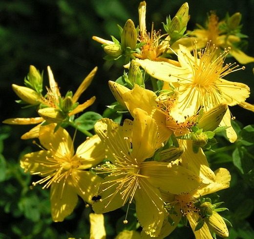  (St John's wort)