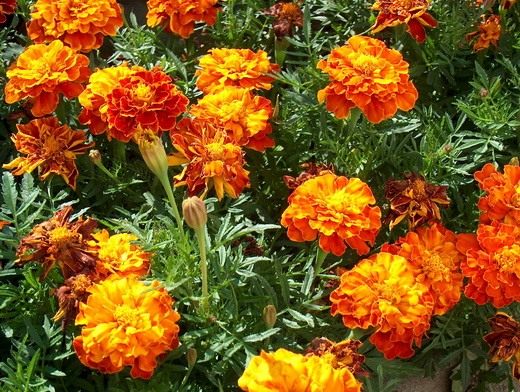 1_Tagetes.jpg