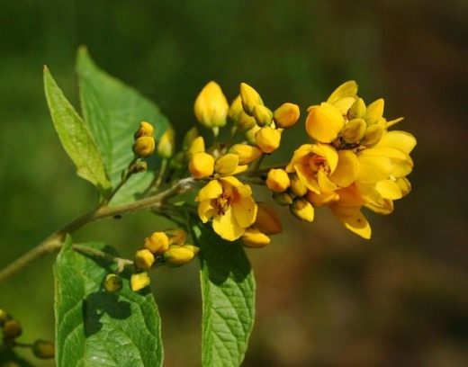   (Lysimachia vulgaris)