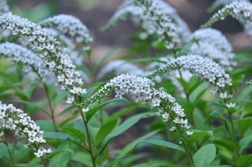  ,   (Lysimachia clethroides)