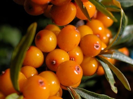 Страничка Рамильды.  - Страница 20 Sea-buckthorn2-520x390