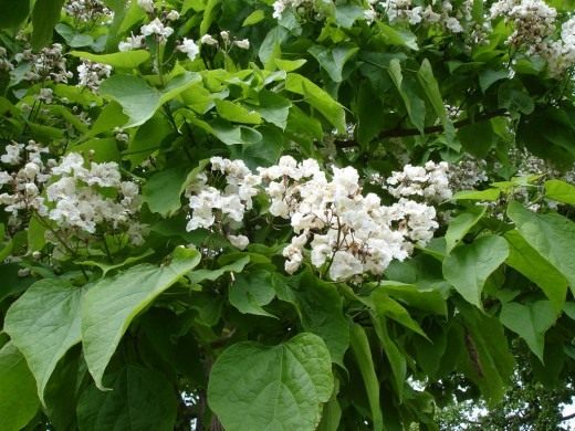 Catalpa1-520x390.jpg