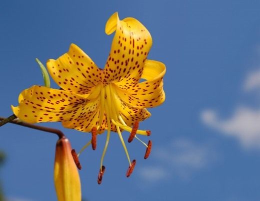  ,   "".    (Lilium lancifolium "Citronella". Asiatic hybrids)