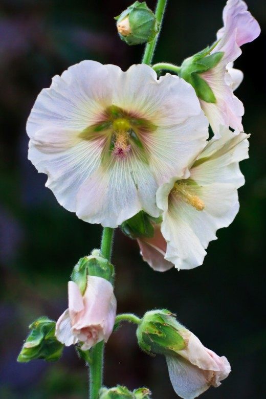 Мальва садовая многолетняя (Altea rosea), шток роза, фото