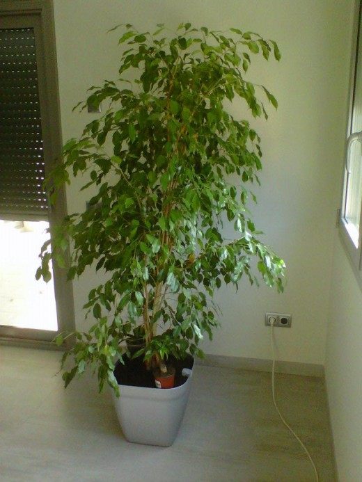 Ficus-benjamina2-520x693.jpg