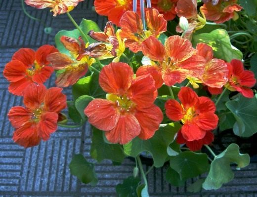 http://www.botanichka.ru/wp-content/uploads/2011/02/Nasturtium1-520x399.jpg