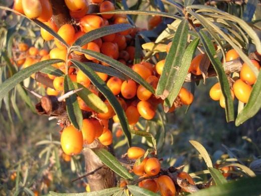  (Sea-buckthorn)