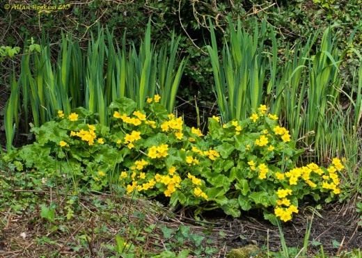   (Caltha palustris)