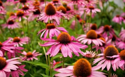   (Echinacea purpurea)