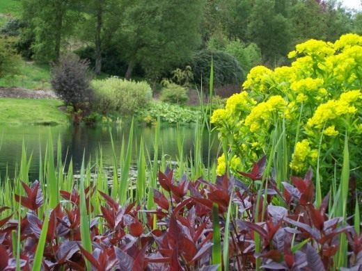   (Euphorbia palustris)