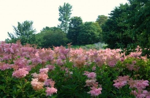 ,   ,  'Venusta' (Filipendula rubra)