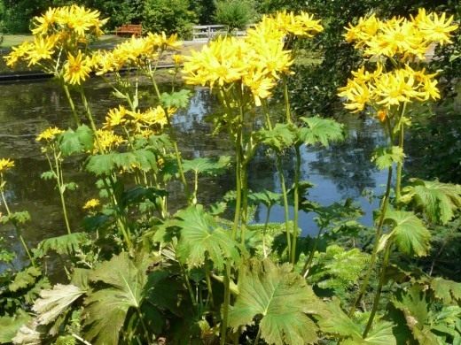   (Ligularia dentata)